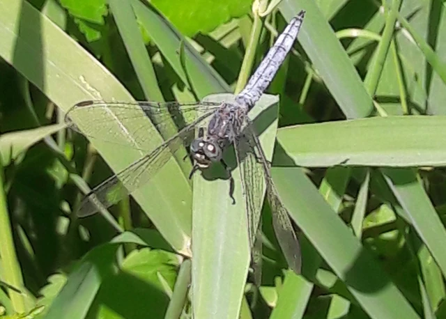 Orthetrum coerulescens - karcsú pásztorszitakötő