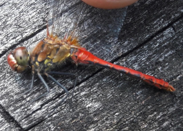 Sympetrum sanguineum - vörös katona-szitakötő