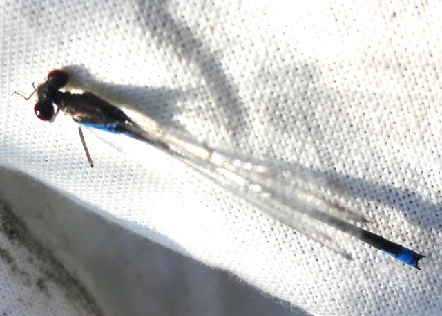 Erythromma viridulum - kis pirosszemű-légivadász