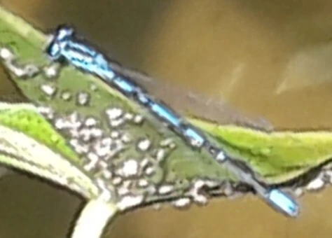 Coenagrion puella - azúrkék légivadász