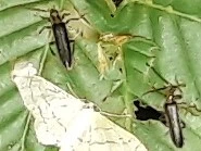 Nacerdes carniolica - karnóliai álcincér