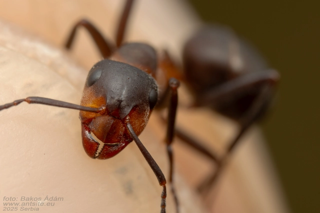 Formica pratensis - réti vöröshangya