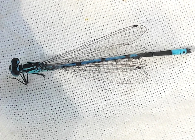 Coenagrion puella - azúrkék légivadász