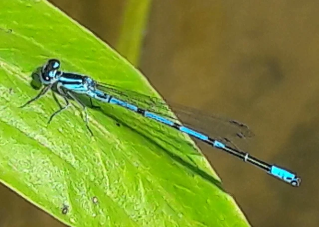Coenagrion puella - azúrkék légivadász