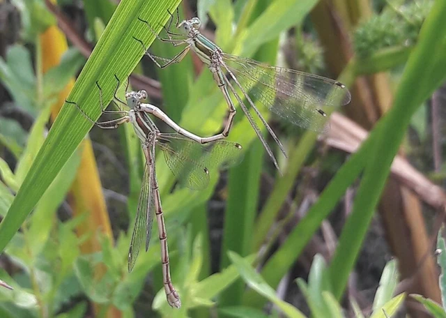 Lestes barbarus - foltosszárnyjegyű rablószitakötő