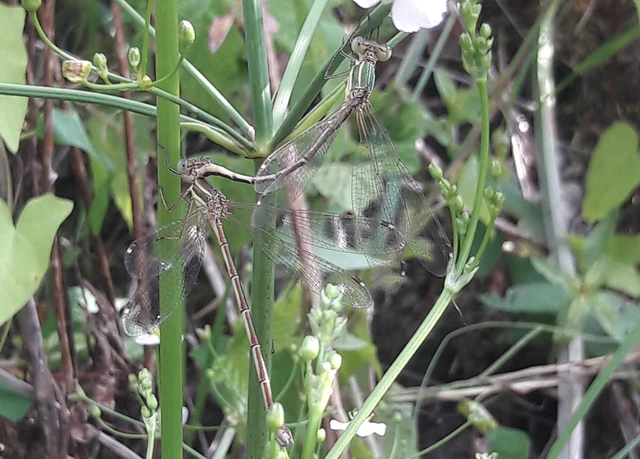 Lestes barbarus - foltosszárnyjegyű rablószitakötő