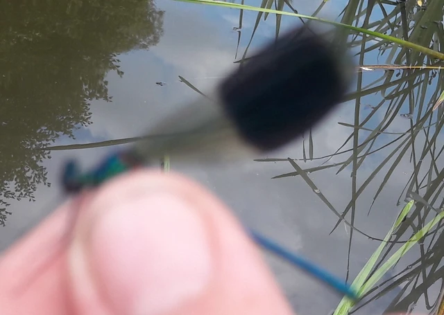 Calopteryx splendens - sávos szitakötő