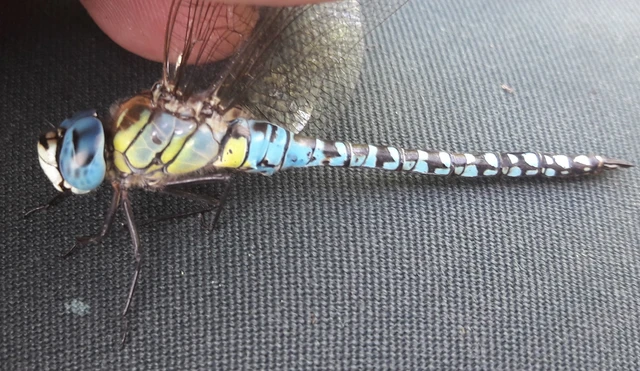 Aeshna affinis - nyári karcsúacsa
