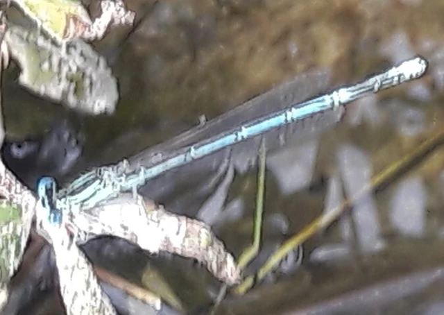 Platycnemis pennipes - széleslábú szitakötő