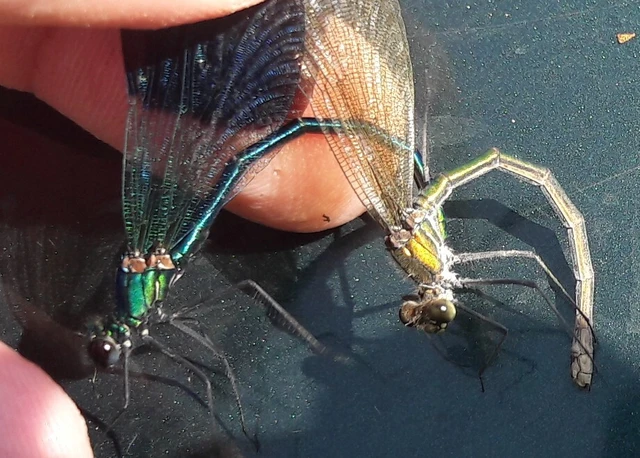 Calopteryx splendens - sávos szitakötő