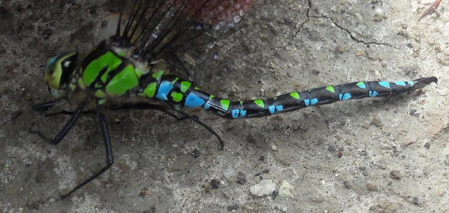 Aeshna cyanea - sebes karcsúacsa Aeshna cyanea - sebes karcsúacsa