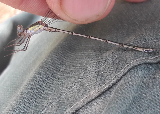 Chalcolestes viridis - nyugati zöld-rablószitakötő