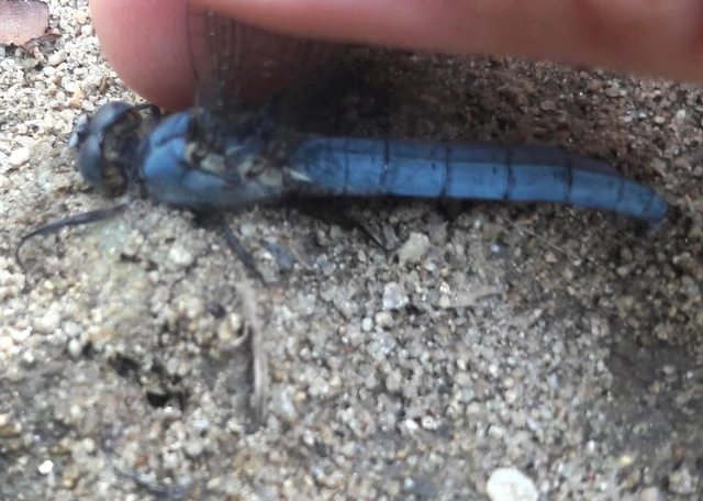 Orthetrum brunneum - pataki pásztorszitakötő