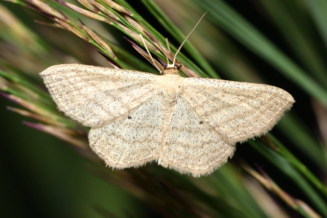Scopula virgulata - vesszős sávosaraszoló