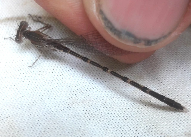 Sympecma fusca - téli rablószitakötő