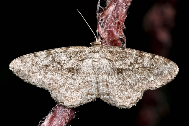 Hypomecis roboraria - nagy tölgyfaaraszoló