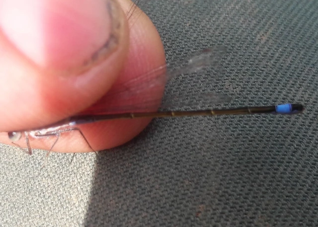 Ischnura elegans pontica - kéköves légivadász