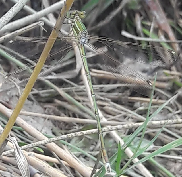 Lestes barbarus - foltosszárnyjegyű rablószitakötő