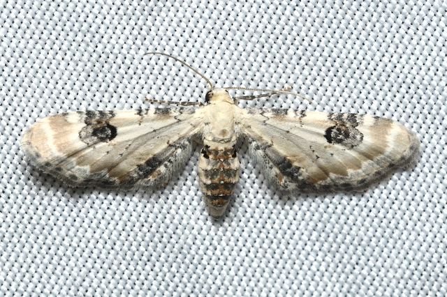 Eupithecia centaureata - búzavirág-törpearaszoló