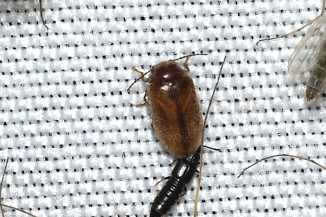 Scirtidae - rétbogárfélék