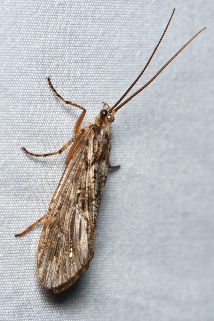 Trichoptera - Tegzesek