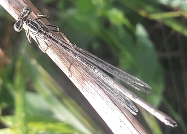 Platycnemis pennipes - széleslábú szitakötő