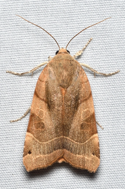 Noctua fimbriata - szélessávú sárgafűbagoly