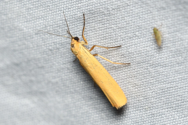 Eilema lutarella - narancsszínű zuzmószövő