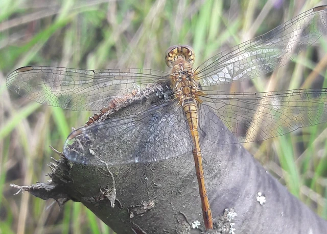 Sympetrum meridionale - fakó katona-szitakötő