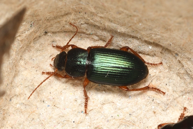 Ophonus azureus - azúrkék bársonyfutó