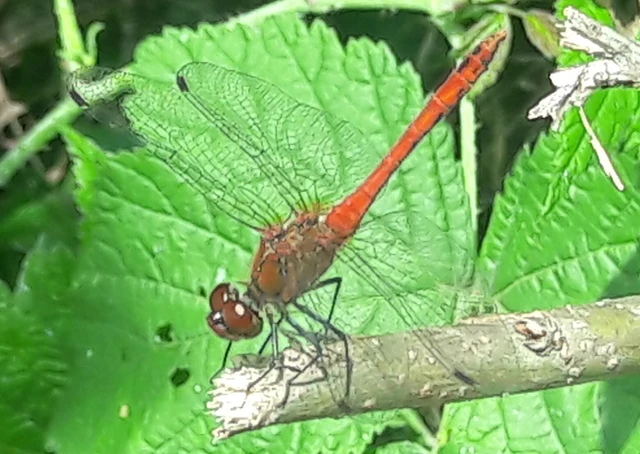 Sympetrum sanguineum - vörös katona-szitakötő