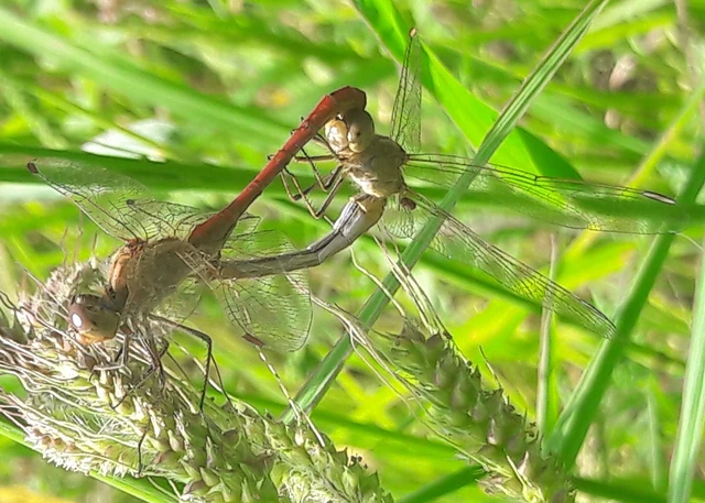 Sympetrum meridionale - fakó katona-szitakötő