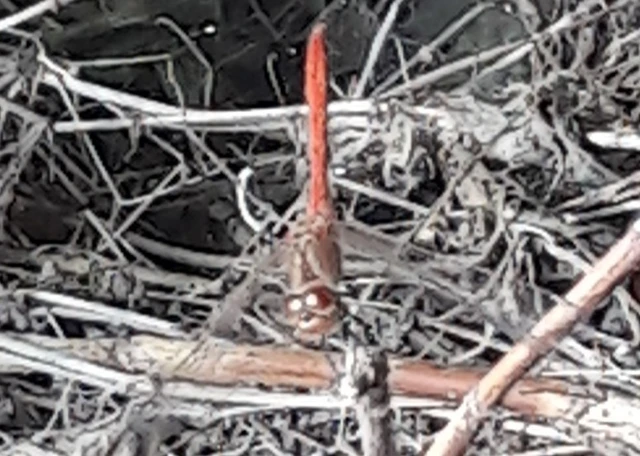 Sympetrum meridionale - fakó katona-szitakötő