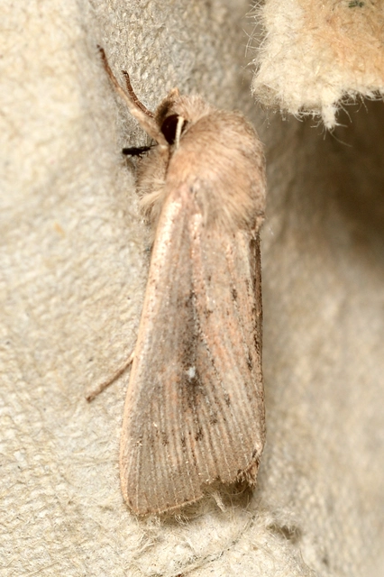Leucania obsoleta - pontozott rétibagoly