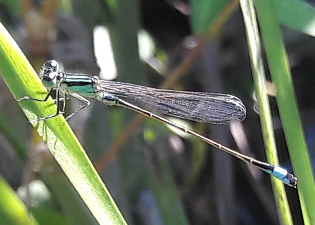 Ischnura elegans pontica - kéköves légivadász