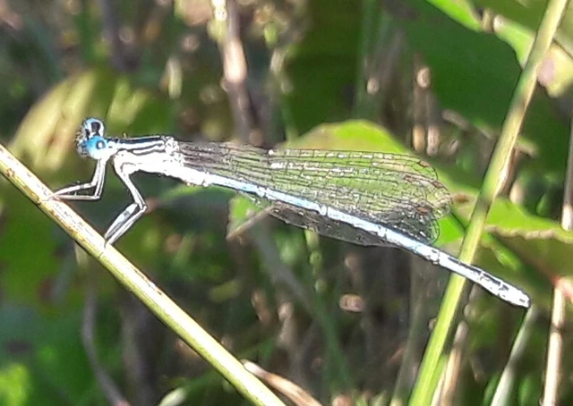 Platycnemis pennipes - széleslábú szitakötő