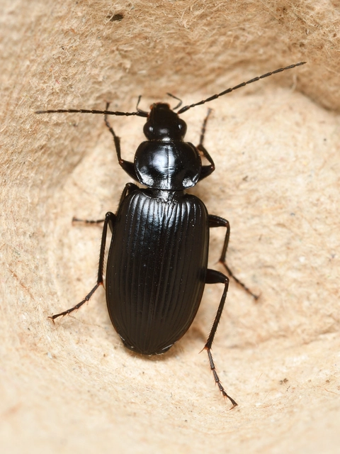 Agonum lugens - mocsári kisfutó Agonum lugens - mocsári kisfutó