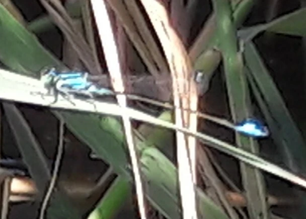 Ischnura elegans pontica - kéköves légivadász