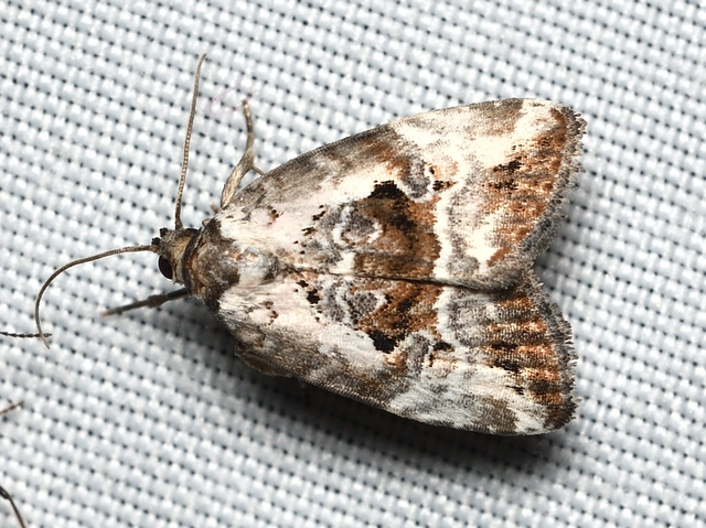 Hapalotis venustula - rózsaszínű mázasbagoly