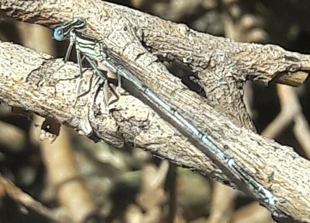 Platycnemis pennipes - széleslábú szitakötő