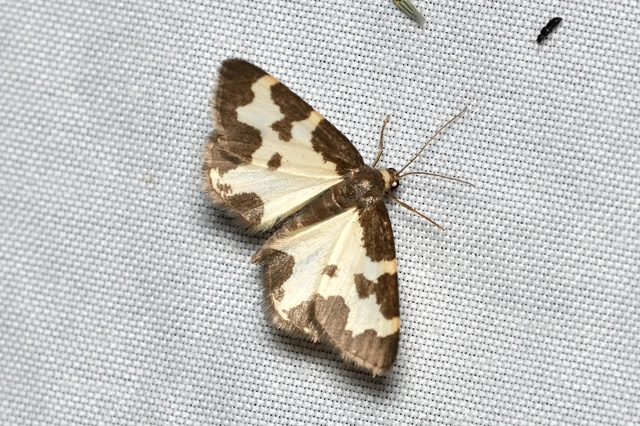 Lomaspilis marginata - szegélyes nyárfaaraszoló