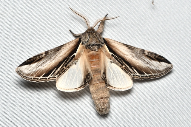 Pheosia tremula - nyárfa-púposszövő