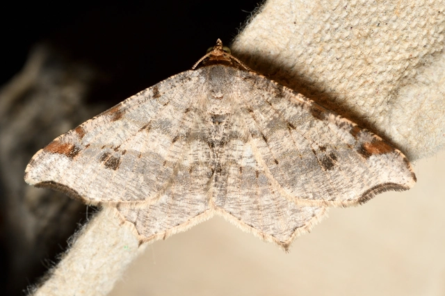 Macaria alternata - közönséges szürkearaszoló