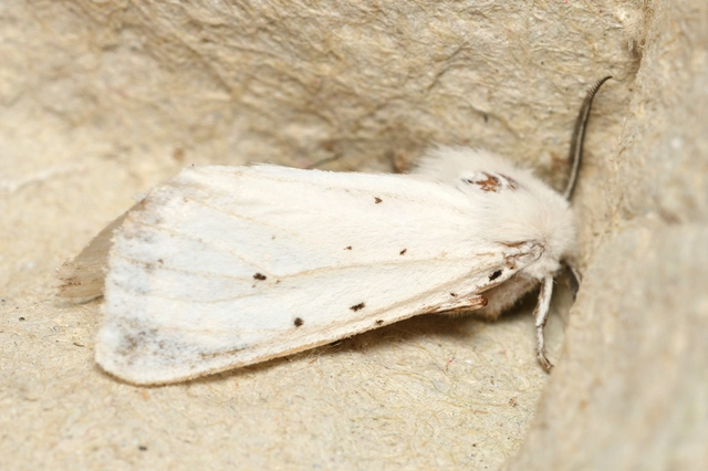Spilosoma lubricipedum - tejszínű medvelepke