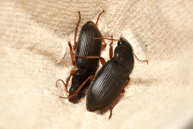 Harpalus rufipes - nagy selymesfutó
