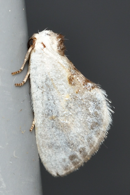 Cilix glaucata - törpe sarlósszövő