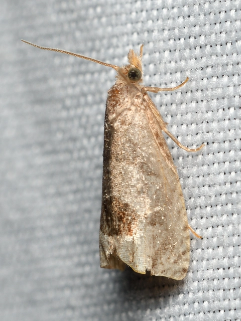 Notocelia uddmanniana - málnasodró tükrösmoly