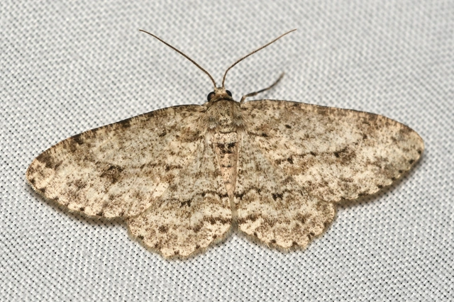 Ectropis crepuscularia - avararaszoló