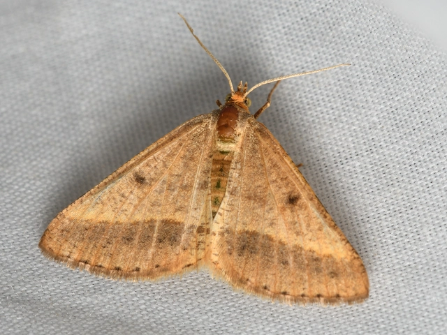 Tephrina arenacearia - lucerna-araszoló