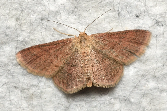 Scopula rubiginata - réti pirosaraszoló